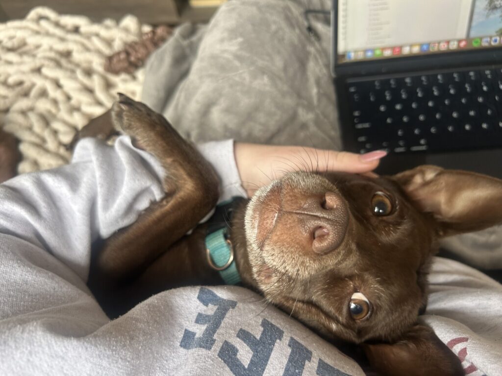 buying a house with pets